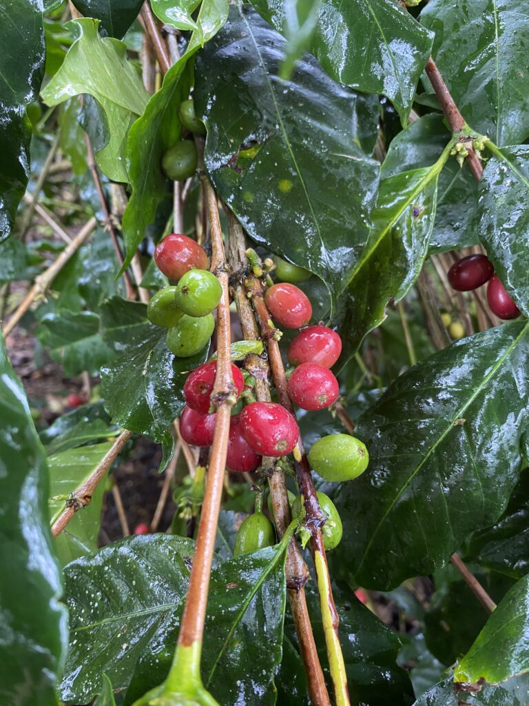 Coffee Cherries