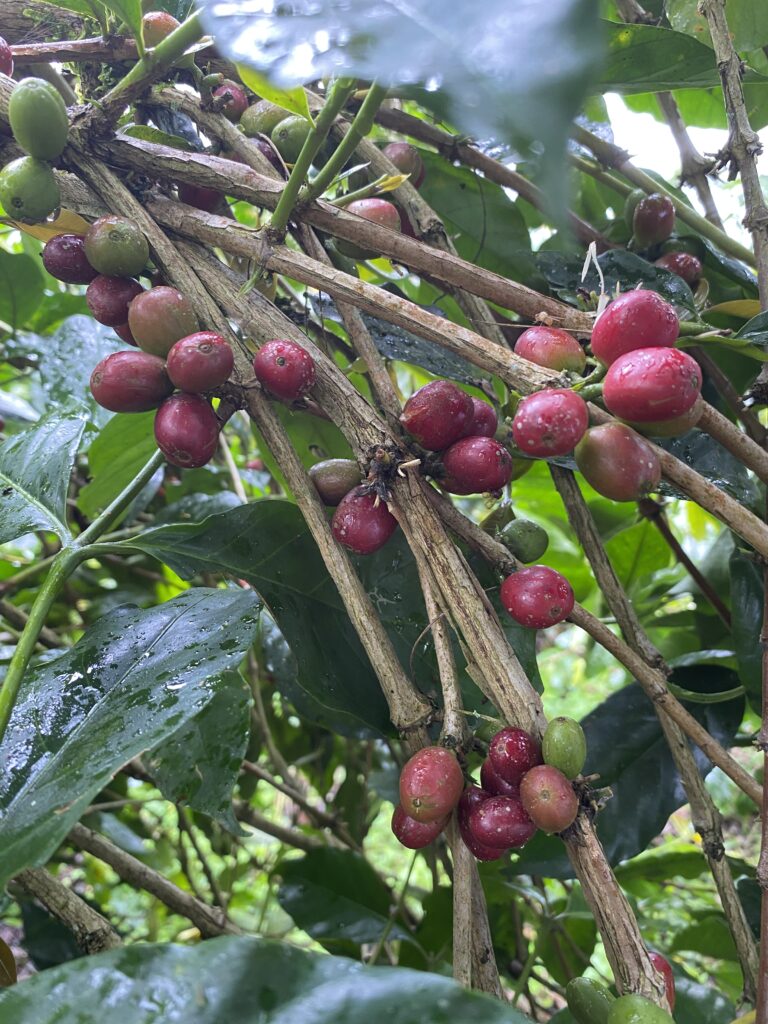 Coffee Cherries