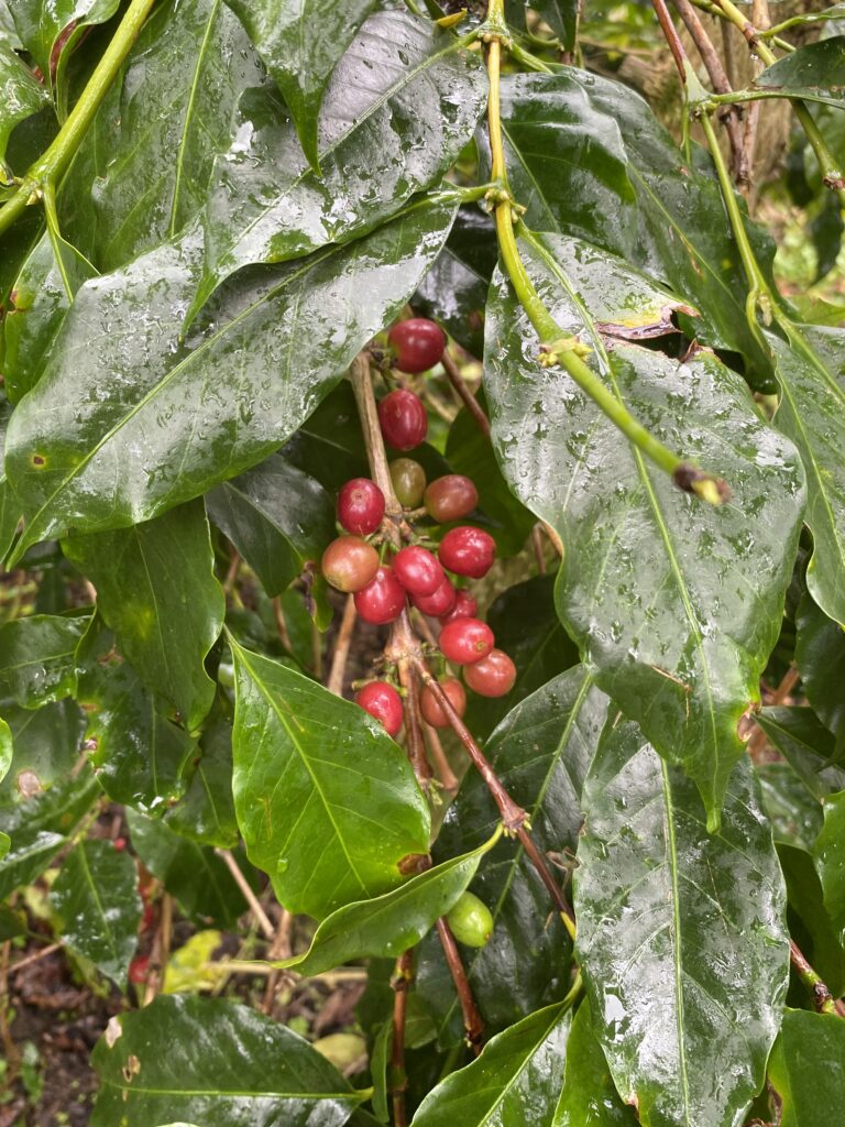 Coffee Cherries